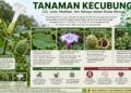 Tanaman Kecubung