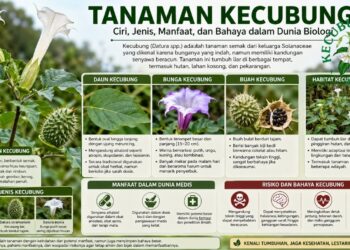 Tanaman Kecubung