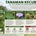 Tanaman Kecubung