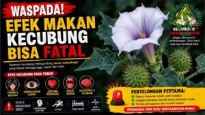 Efek Makan Kecubung