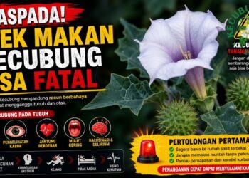 Efek Makan Kecubung