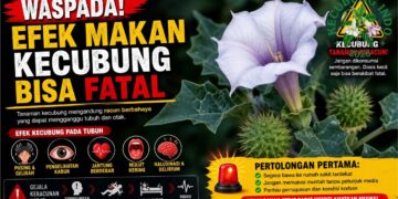 Efek Makan Kecubung