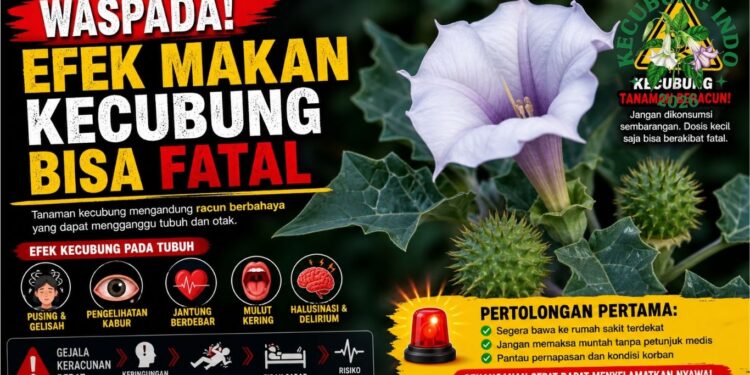 Efek Makan Kecubung