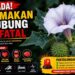 Efek Makan Kecubung