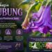 Kecubung Wulun