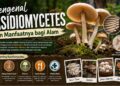 basidiomycetes