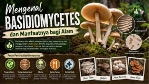 basidiomycetes