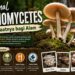 basidiomycetes